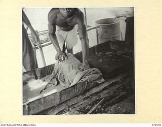 ORO BAY, NEW GUINEA. 1943-07. NEW GUINEA ADMINISTRATION UNIT NATIVES WORKING IN THE MEDICAL DRESSING STATION, 10TH FIELD AMBULANCE