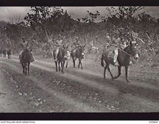 NEW GUINEA. 1943-08-20. TROOPS AND MULES OF THE 98TH UNITED STATES ARTILLERY, RETURNING FROM TRAINING