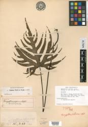 Doryopteris papuana