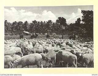 MILNE BAY, NEW GUINEA, 1944-01-11. A PORTION OF THE FLOCK OF SHEEP AT THE SLAUGHTER YARDS OF NO.1 PLATOON 2/1ST FIELD BUTCHERY COMPANY WITH MEMBERS OF THE UNIT MOUNTED IN THE BACKGROUND