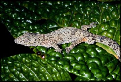 Gecko sp.