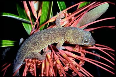 Gecko sp.