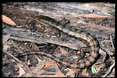 Skink sp.
