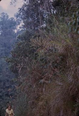 [Unidentified plant in Papua New Guinea]