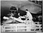 Flowers from Hawaii arrive via plane (International Airport), 1952