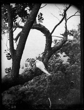 White Tern : adult (Tern) on branch, Metrosideros tree