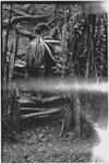 Pig festival, stake-planting, Tuguma: man at boundary gate marked with stakes and cordyline