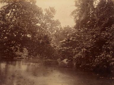 Creek at Ruins Pohnpei. From the album: Views in the Pacific Islands
