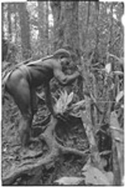 Pig festival, stake-planting, Tuguma: man pierces ground with stake and places cordyline leaves at gate