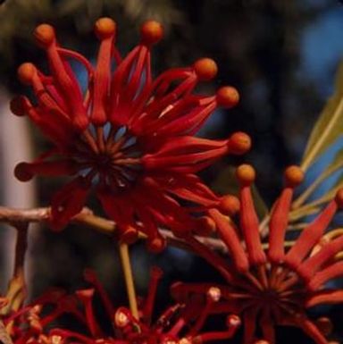 [Stenocarpus sinuatus growing in New Caledonia]