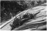 Plants on roof after use in langwalee'ai magic for new mother to come up from the birth area after seclusion