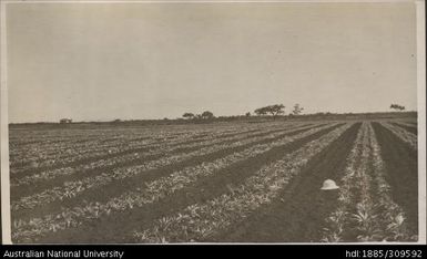 Crowns planted end of May, Pineapple Mill