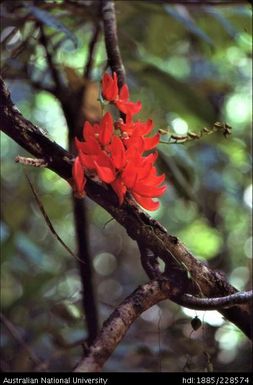 ‘Flame of the forest’ - D' Albertis Creeper (Mucuna novoguineensis)
