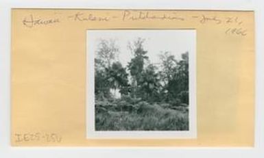 [Pritchardia in Hawaii, envelope IE25-256]