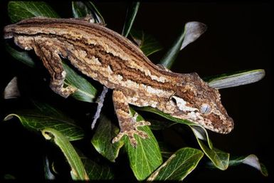 Rhacodactylus auriculatus