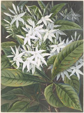 Atractocarpus benthamianus (F.Muell.) Puttock, family Rubiaceae, Papua New Guinea, 1916 / Ellis Rowan