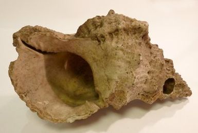 ["Conch-shell trumpet"]