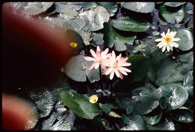 Waterlilies, Fiji, 1971