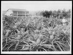Pineapple field near Honolulu, Hawaii, 1907