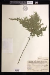 Selaginella firmuloides