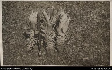 Large old suckers found to give uneven fruiting