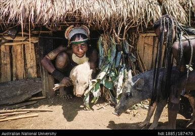 Goroka: Boy with pigs