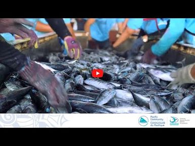 TEEN TUNA TOK – Tuna fishing methods in the Pacific