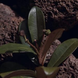 [Euphorbia clusiifolia close-up from Konahuanui Peak, United States]