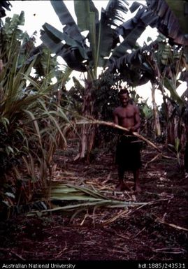 Male collecting plant material