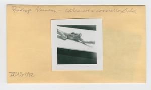 [Calcareous concretion in Hawaii, envelope IE43-082]