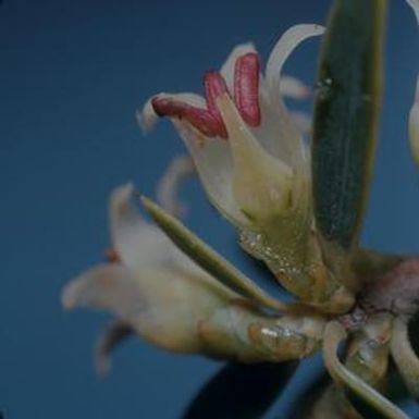 [Leptecophylla tameiameiae cross-section from Waimea Canyon, United States]