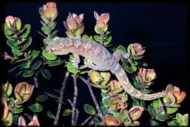 Gecko sp.