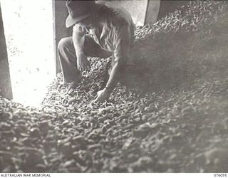 KARKAR ISLAND, NEW GUINEA. 1944-09-20. NX14320 SERGEANT E. DE LEWIS, AUSTRALIAN NEW GUINEA ADMINISTRATIVE UNIT (1), EXAMINES COPRA STORED FOR 2 YEARS IN A SHED DURING THE JAPANESE OCCUPATION