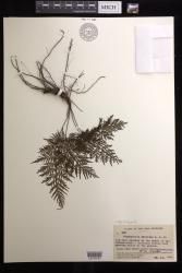 Abrodictyum dentatum