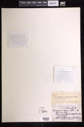 Microgonium wagneri