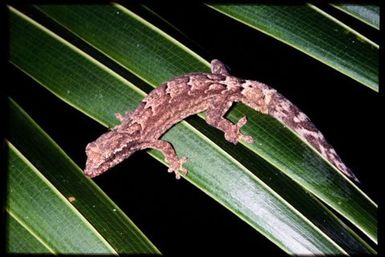 Gecko sp.