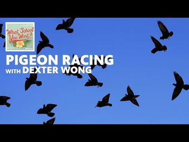Pigeon Racing (with Dexter Wong) | WHAT SCHOOL YOU WENT?