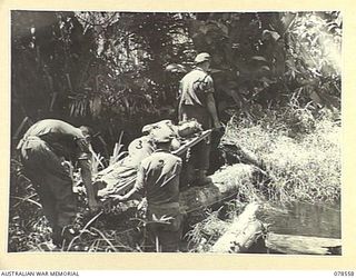 BOUGAINVILLE ISLAND, 1945-01-21. STRETCHER BEARERS OF THE 42ND INFANTRY BATTALION CARRYING A BATTLE CASUALTY ACROSS A LOG BRIDGE AS THEY MOVE THROUGH THE SWAMP ON THEIR WAY TO THE BEACH-HEAD FOR ..