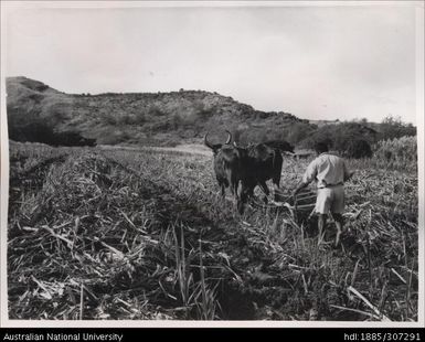 Using a bullock plough