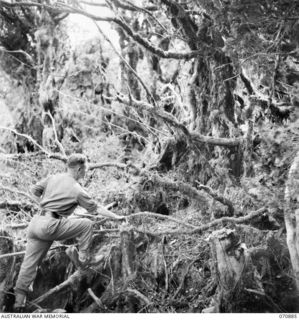 REINHOLD HIGHWAY, NEW GUINEA, 1944-02-25. NX2435 LIEUTENANT H.M. VENN-BROWN, QUARTERMASTER OF THE 2/34TH GENERAL TRANSPORT COMPANY, EXAMINING TREES IN THE MOSSY FOREST AT ABOUT THE HIGHEST POINT IN ..