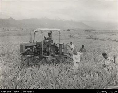 Pineapple crop