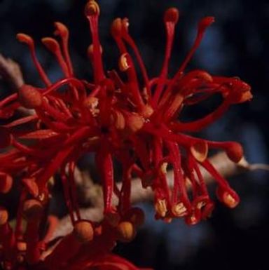 [Stenocarpus sinuatus growing in New Caledonia]