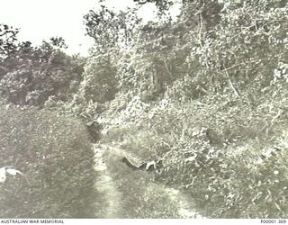 NEW BRITAIN, 1945-09. TRAIL OF AIRCRAFT WRECKAGE FOUND IN THE RABAUL/GAZELLE PENINSULA AREA. THE WRECKAGE WAS PROBABLY FROM THE VOUGHT F4U CORSAIR COVERED IN PHOTOGRAPHS P0001/418/367-368. (RNZAF ..