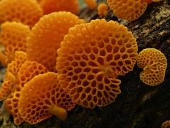 Favolaschia calocera ~ The Orange Pore Fungus