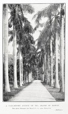 A Well-Known Avenue on the Island of Hawaii