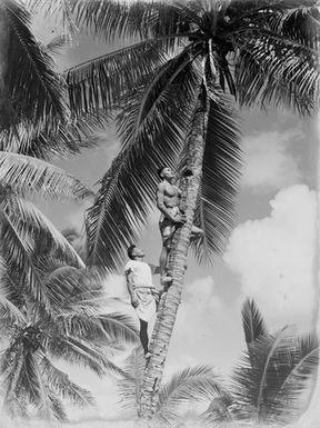 [Two Pacific Island men climb Palm tree]