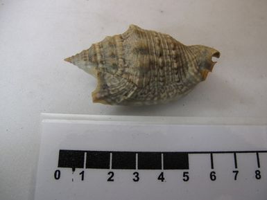 shell