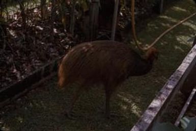 [Cassowary standing in Lae, Papua New Guinea]