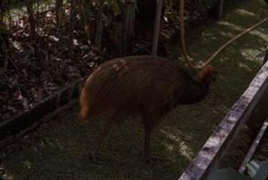 [Cassowary, Papua New Guinea]