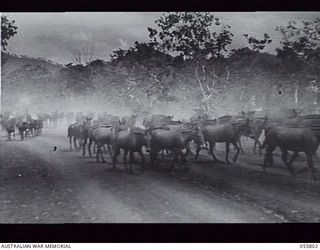 NEW GUINEA. 1943-08-20. MULES OF THE 98TH UNITED STATES FIELD ARTILLERY, RETURNING FROM TRAINING